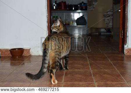 Beautiful Kitten Cat Watching Walking In The Interior Of An Apartment House With A Clay Jug On The S