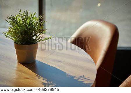 Home Plant On The Table In The Contoured Sunlight. Pogonatherum Paniceum