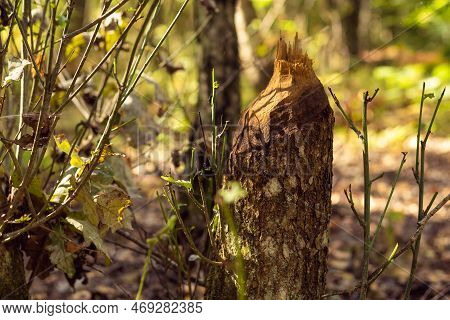 Close-up Of Trunks Of Trees Gnawed Eaten Damaged Chewed By Beavers For Building Dam On Sunny Day In 