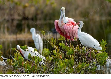 Roseate Spoonbill Bird, A Species Of Ibises, At The Merritt Island National Wildlife Refuge In Flori