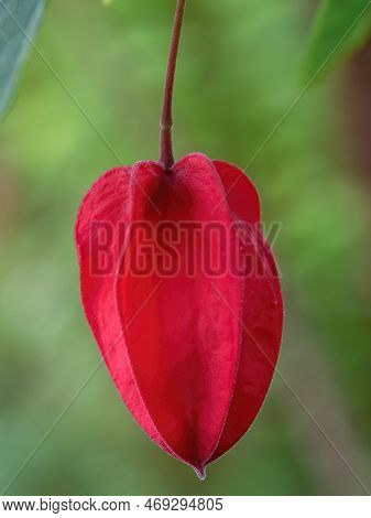 Macro Photography Of A Trailing Abutilon Bud That Resembles A Chinese Lantern, Captured In A Garden 