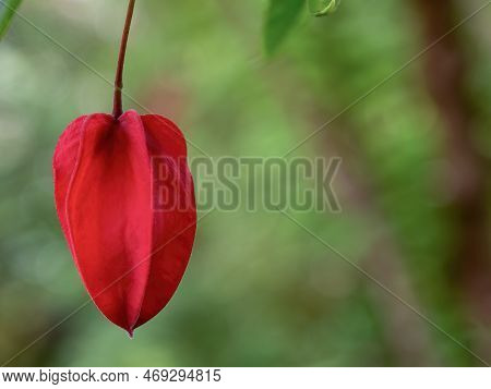 Macro Photography Of A Trailing Abutilon Bud That Resembles A Chinese Lantern, Captured In A Garden 