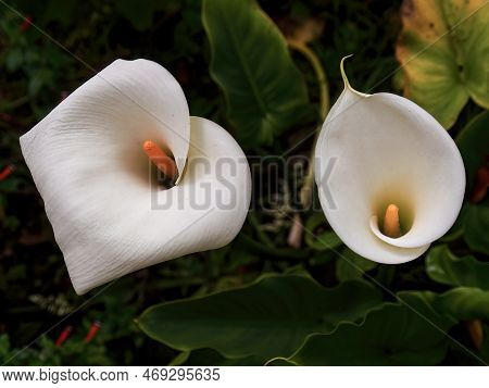 View From The Top Of Two Aurum Lilies In A Garden Near The Colonal Town Of Villa De Leyva In Central
