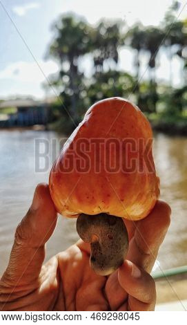 A Hand Holding A Cashew, Tropical Fruit, In Front Of A Beautiful Landscape With Trees, River And Blu