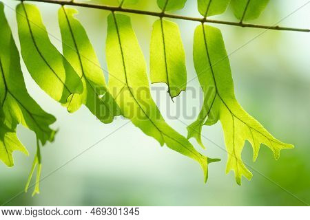 Close Up Detail Of A Fern Leaves. Fern Leaves In Tropical Rain Forest.