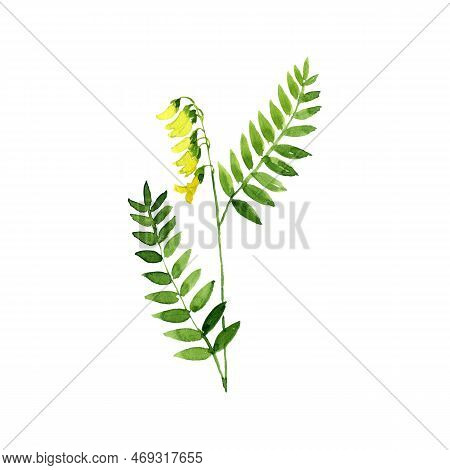 Watercolor Drawing Flower Of Mongolian Milkvetch, Astragalus Propinquus, Herb Of Traditional Chinese