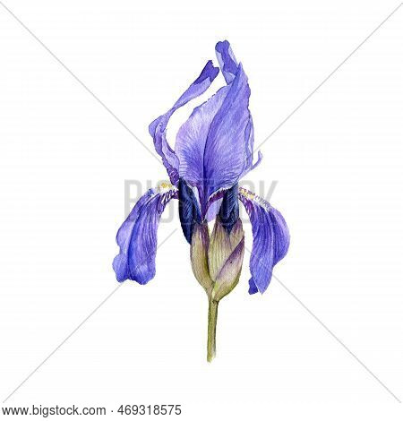 Watercolor Drawing Flower Of Iris, Limniris Isolated At White Background , Hand Drawn Botanical Illu