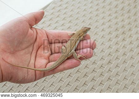 Wild Lizard In Hand, Caught On The Beach In Sharm El Sheikh, Egypt