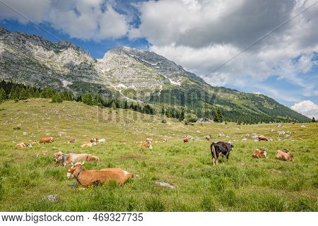 Beautiful Nature. Grazing Cows With An Amazing View Of Mountain Hiking Trail Road. Italy Malga Monta