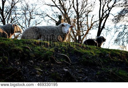 Damned Sheep In A Horror-bleak Landscape Above A Ravine Or Ditch. The Pasture Is Planted With Trees 