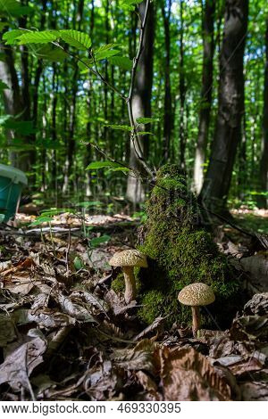 Xerocomellus Chrysenteron, Known As Boletus Chrysenteron Or Xerocomus Chrysenteron - Edible Mushroom