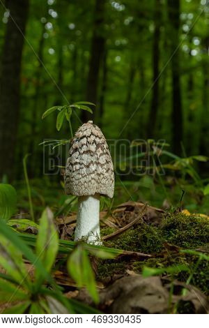 Coprinopsis Picacea Is A Species Of Fungus In The Family Psathyrellaceae.