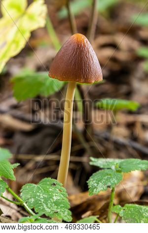 A Macro Image Close Up Of A Conecap Mushroom Or Latin Name Genus Conocybe Surrounded By Grass.