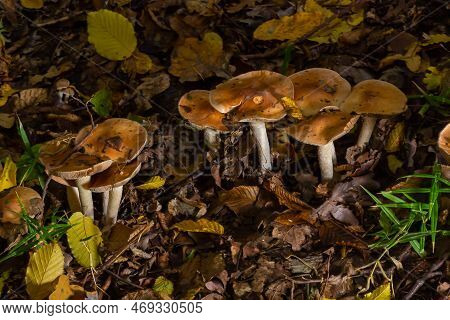 Poison Pie Mushroom Hebeloma Crustuliniforme Growing Through The Autumnal Leaves.