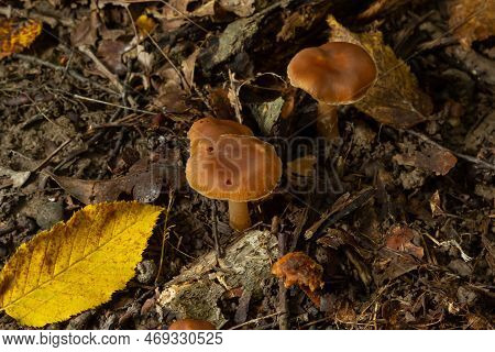 Gymnopus Hariolorum Mushrooms On The Old Stump.