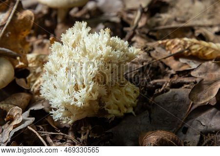 White Coral, Ramariopsis Kunzei Growing In Wet Environment.
