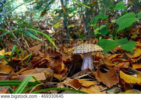 This Mushroom Is An Amanita Rubescens And It Grows In The Forest.