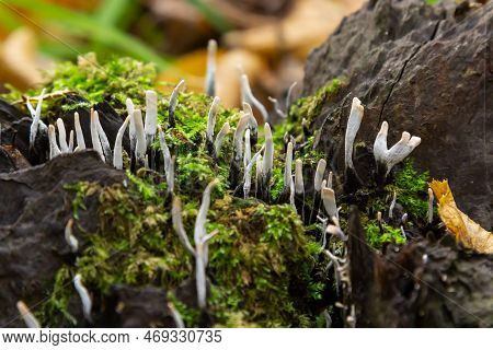Amazing Litte Mushroom Looks Like Branches With Drops Of Dew - Xylaria Hypoxylon.