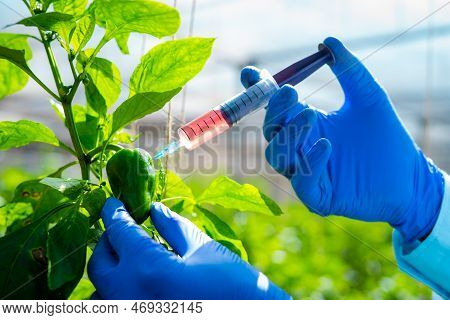 Close Up Shot Of Agro Scientist At With Laboratory Injecting Some Chemicals To Capsicum Plant Using 