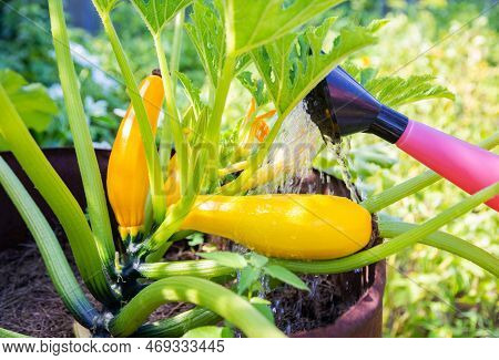Watering From A Watering Can Of Yellow Zucchini With Water And Fertilizers. Fertilizing For Plants I