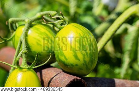 Growing And Ripening Green Tomatoes In The Form Of An Easter Egg. Sweet And Tasty Tomato Resistant T