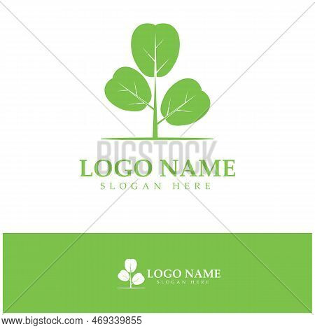 Green Moringa Leaf Logo, For Herbal Ingredients, Moringa Farming, Health, Medicine Industry, Beauty,