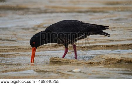 Foraging Black Variable Oystercatcher Bird Walking On Low Tide Sand Bank Beach In Abel Tasman Nation
