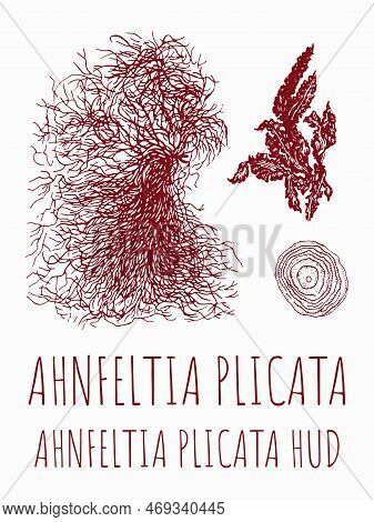 Vector Drawings Of Ahnfeltia. Hand Drawn Illustration. Latin Name Ahnfeltia Plicata Hud.