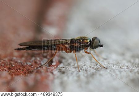 Detailed Closeup On The Twin-spot Centurion Soldier Fly, Sargus Bipunctatus, Sitting On A Stone Wall