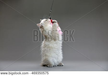 Fluffy Playful White Cat On A Gray Background Plays With Priming On A Fishing Line