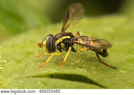 Natural Closeup On The Superb Ant-hill Hovervfly, Xanthogramma Pedissequum, Sitting On A Green Leaf 