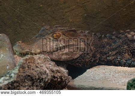 Captive Cuvier Dwarf Caiman Side Profile Picture In An Enclosure