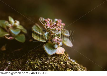 Aichryson Is A Genus Of About 15 Species Of Succulent, Subtropical Plants, Mostly Native To The Cana