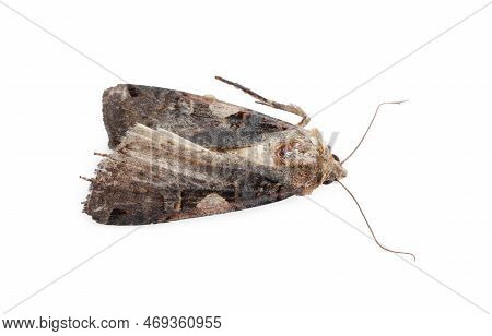 Single Grey Cabbage Moth Isolated On White