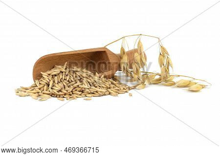 Heap Of Organic Oat Grains With Hulls Or Husks In Wooden Scoop Isolated On White Background. Whole O