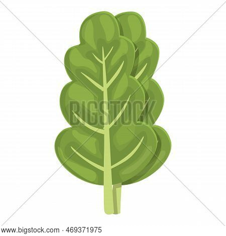 Mangold Chard Icon Cartoon Vector. Green Plant. Nature Leaf