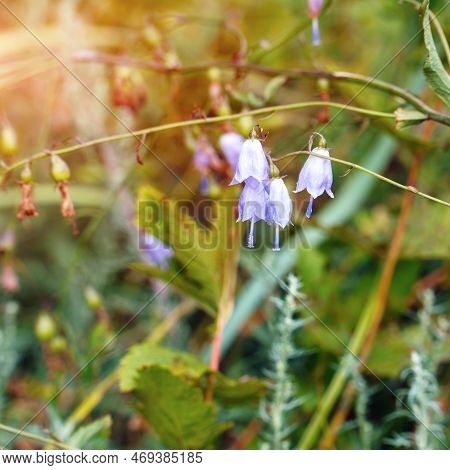 Blue Flowers Of The Forest Ladybells On A Natural Background. Adenophora Liliifolia
