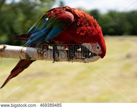 Red Parrot In Green Vegetation. Scarlet Macaw, Ara Macao, In Dark Green Tropical Forest, Costa Rica,