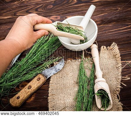 A Hand Pouring Dry Grass Horsetail, Snake Grass, Puzzlegrass, Candock, Into A Mortar. Equisetum Infu