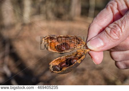 An Opened Seed Pod With Seeds Inside From A Carolina Sweetshrub Also Know As A Carolina Allspice Bus