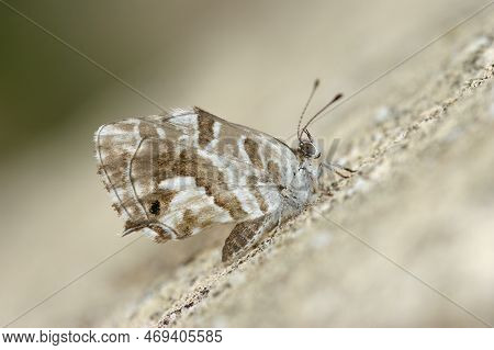 Natural Closeup On The Mediterranean Geranium Bronze Butterfly, Cacyreus Marshalli On A Stone