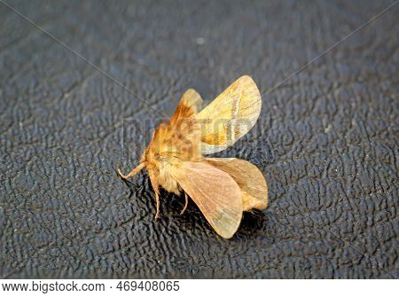 Close-up Of A Dock Rootworm (triodia Sylvina) On A Black Leathery Surface.
