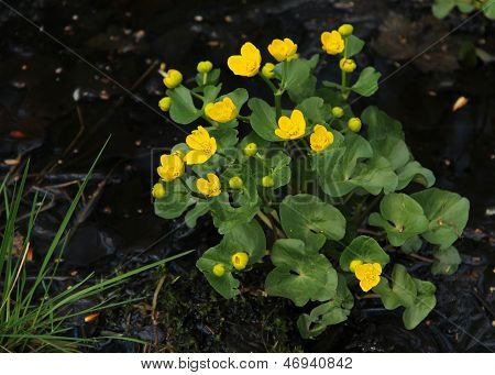 Caltha Palustris