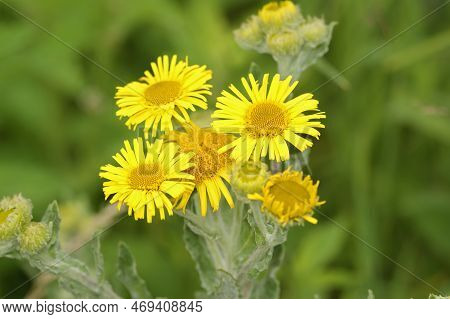 Natural Closeupon A Bright Colored Yellow Meadow False Fleabane, Pulicaria Dysenterica Flower In The