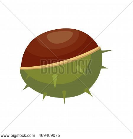 Chestnut Kernel In Nutshell Isolated On White Background. Chestnut Vector Illustration. Nature, Food