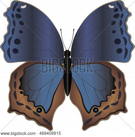 Blue Butterfly On White Background. Vector Illustration. Beautiful Salamis Temora Isolated. Colorful