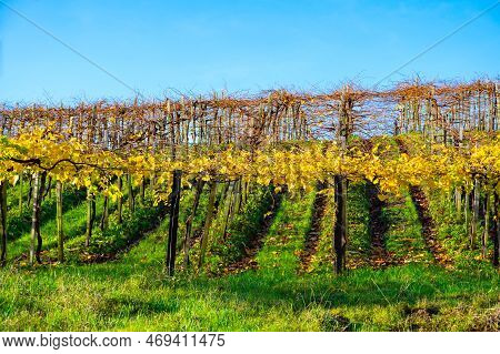 Hilly Txakoli Grape Vineyards, Making Of Txakoli Or Chacolí Slightly Sparkling, Very Dry White Wine