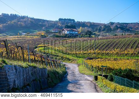 Hilly Txakoli Grape Vineyards, Making Of Txakoli Or Chacolí Slightly Sparkling, Very Dry White Wine