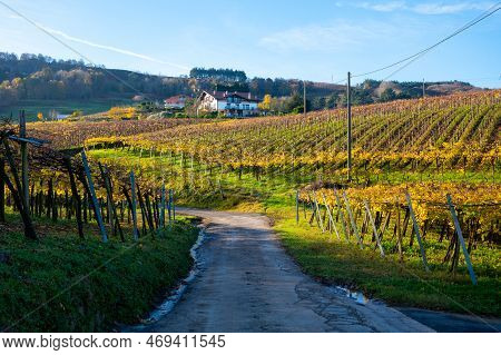 Hilly Txakoli Grape Vineyards, Making Of Txakoli Or Chacolí Slightly Sparkling, Very Dry White Wine