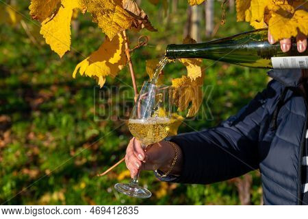 Pouring Of Txakoli Or Chacolí Slightly Sparkling Very Dry White Wine Produced In Spanish Basque Coun